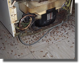 Infestation de blattes dans moteur de frigo